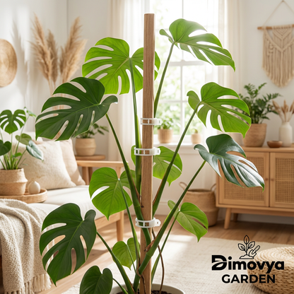 Clips de support pour plantes