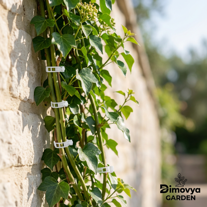 Clips de support pour plantes