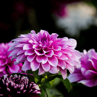 Piège écologique pour limaces et escargots