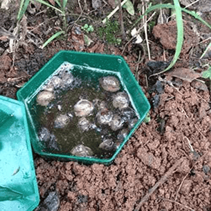 Piège écologique pour limaces et escargots