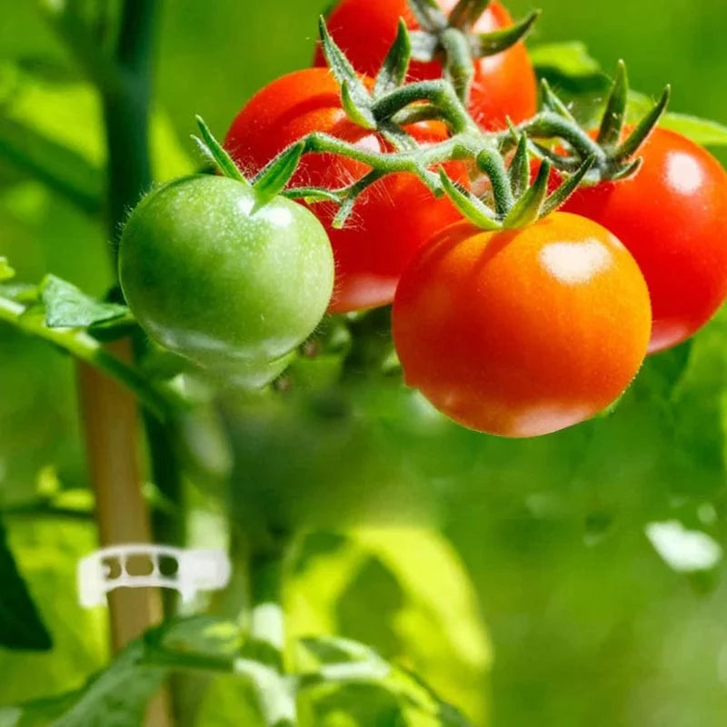 Clips de support pour plantes